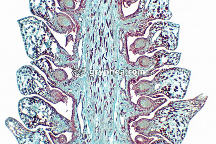 Pin - Cône de Pin femelle - écailles CL x15 - gryphea.com